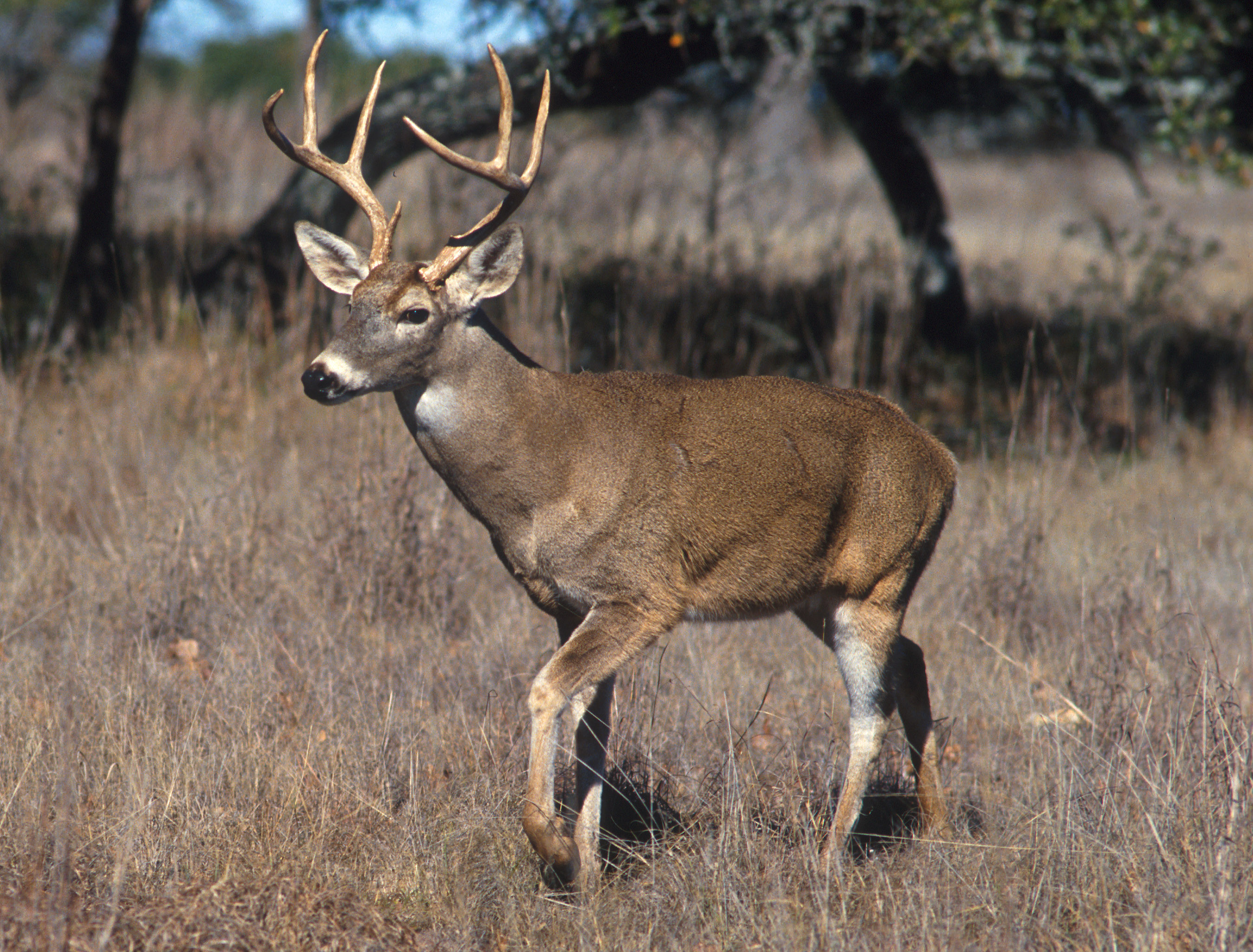 White-Tailed Deer Hunting